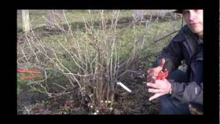 How to Prune Currants in Early Spring  Gurneys Video [upl. by Maryly]