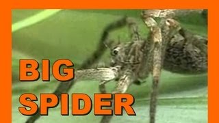 🐝 Japanese Huntsman Spider  Real Japan Monsters 日本のハンツマンスパイダー  日本のモンスター [upl. by Olsson]