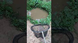 Amazing village fishing fishing hook fishing net fishing fish trending fishing [upl. by Liss]