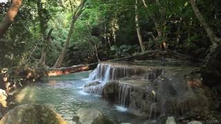 Relaxation  Bruit de leau et des animaux  Forêt tropicale 【1080p】 [upl. by Arahsit339]