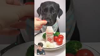 dog goldenretiever mukbang ilovegoldenretrievers goldendog eating [upl. by Jarus320]