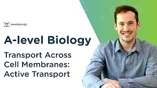 Transport Across Cell Membranes Active Transport  Alevel Biology  OCR AQA Edexcel [upl. by Cheung]