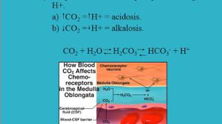 Acid Base Balance  Physiology  Part 2 Homeostatic Mechanisms [upl. by Marie-Ann]