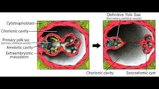 Formation of the Primary yolk sac  Excoelomic cavity [upl. by Notsecnirp]