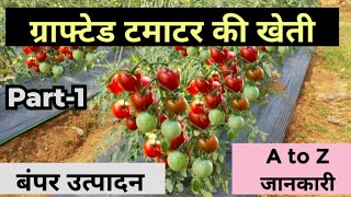 जानिए ग्राफ्टेड टमाटर की खेती के बारे में सब कुछ l Grafted Tomato Farming l बंपर उत्पादन उकठा रोधी [upl. by Okajima]