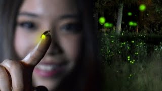 FIREFLIES Time Lapse  Lightning Bugs at Twilight [upl. by Arimahs592]