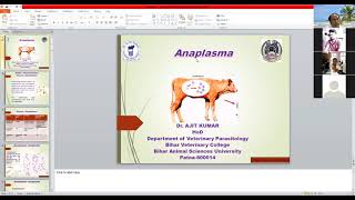 Anaplasma by Dr Ajit Kumar Dept of Parasitology BVC Patna [upl. by Zahavi879]