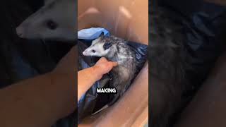 CUTE  STAY TO WATCH HOW POSSUMS CARRY THEIR BABIES [upl. by Nevah46]