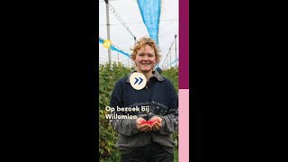 Op bezoek bij Aardpeerboerin Willemien [upl. by Honey]