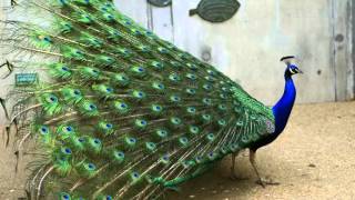 Pavo Real Común Cantando Sonido para Llamar El Mejor [upl. by Emarej]