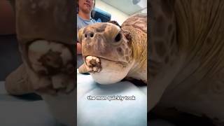 Turtles covered in barnaclesturtle barnacle pain terrorism youtube foryou [upl. by Friend]