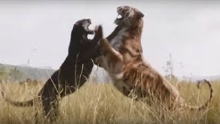 Jaguar vs Tiger Fight To Death  Wild Animals Attack [upl. by Barnabe130]