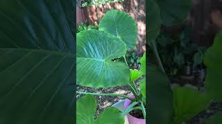 Alocasia Odora Tips De Cuidados y Recomendaciones sustrato riego jardineras amor garden [upl. by Arfihs]