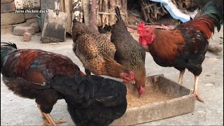 free range chicken farming  farm [upl. by True246]