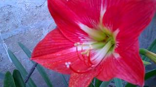 The Beautiful Red Amaryllis Lilly Flower [upl. by Chura]