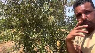 يصلح زيتون الاربيكوين بالمناطق ذات المناخ الرطب والشبه رطب variétés d’olives aux zones humide [upl. by Drofdeb]