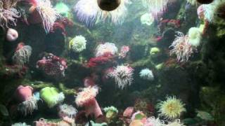 The Phylum Cnidaria  Documentary [upl. by Clara]