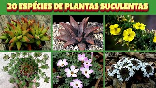 20 ESPÉCIES DE PLANTAS SUCULENTAS PARA IDENTIFICAÇÃO cactos e suculentas [upl. by Etteuqram378]