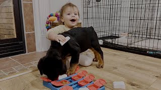 Adorable Baby and Puppy Rottweiler Enjoy Some Puzzle Fun [upl. by Cynara800]