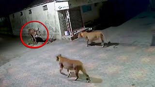 गलत जानवर से टक्कर ले लिया  Unexpected Animal Showdowns [upl. by Atnahsal]