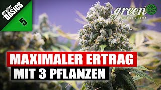 Wie ich meine ERNTE  mit 3 PFLANZEN deutlich STEIGERN kann  GreenBasic 5  QampA  GreenConnection [upl. by Latoniah]