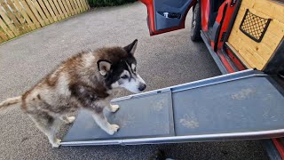 Old Husky Needs Help Getting Into The Van [upl. by Naitsirhc]