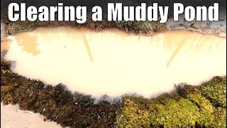 How to Clear a Muddy Pond [upl. by Nichole]