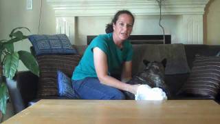 Premium Disposable Dog Diaper Review  Are they Worth the Money [upl. by Haidadej]