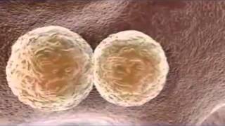 LaminineWhat is a Stem Cells [upl. by Rome1]