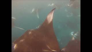 Hanifaru Bay  Manta Rays [upl. by Esilrac]