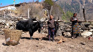 Tibetan Village Life high in the Himalayas Life in the mountains [upl. by Lenahc974]