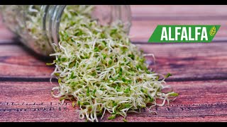 Como hacer germinados de alfalfa en casa  MÉTODO FÁCIL Y RÁPIDO 🌱 [upl. by Jung417]