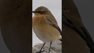 Common Linnet [upl. by Chemosh]