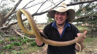 Meet Slug the Inland Taipan [upl. by Osnerol]