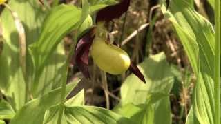 Alfeld´s wilde Orchideen  Pflanzenzauber im Leinebergland [upl. by Gui630]