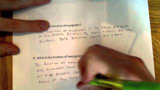 Hemoglobin and myoglobin oxygen binding curve explanation part 2 [upl. by Litton924]