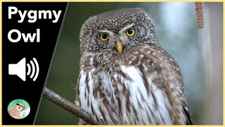 Pygmy Owl  Sounds [upl. by Weeks]