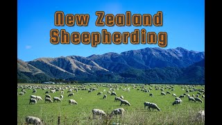 New Zealand Sheepherding [upl. by Relyhcs]