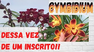 Cymbidium de inscrito só lindezas [upl. by Hatnamas]