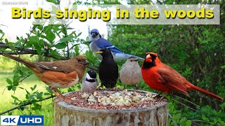 ASMR 4 HOURS of Birds Singing in the Woods No loop 4K Cat TV Relaxing Sound Awesome World 030 [upl. by Ellenad]