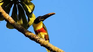 CHESTNUTEARED ARACARI PTEROGLOSSUS CASTANOTIS ARAÇARICASTANHO Free birds in nature [upl. by Pacheco]