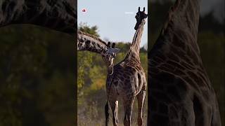 Do you know how Giraffes mating ritual is🦒🦒🍀wildlife giraffe shorts animal explore yt nature [upl. by Acquah]