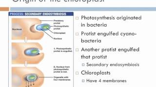 Biology 2 Lecture 7 Protists [upl. by Colfin]