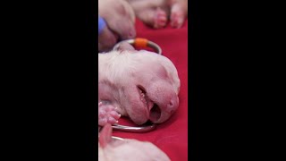 Baby Newborn Puppies Crying Loudly After Being Revived ❤️ Bondi Vet shorts [upl. by Bushweller]