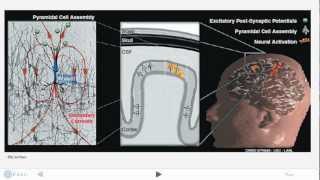 EEG and Action Potentials [upl. by Wenonah]