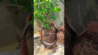 Transplanting of madhu kamini flower garden gardening shorts plant plants diy [upl. by Roselane]