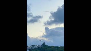 Currawong call at overcast sunset 🌄🐦Australia [upl. by Ecinahs]