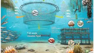 What is Integrated Multi Trophic Aquaculture [upl. by Atinrahc]