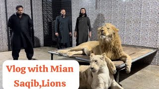 hilights with MianSaqib lionsMufasatycon🐅 [upl. by Afton214]