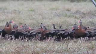 Blackbellied Whistling Ducks [upl. by Cybil]